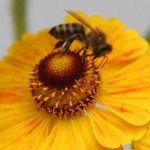 IMG_2155 aus