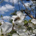 Kirsche IMG_1675