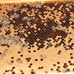 web_IMG_1271